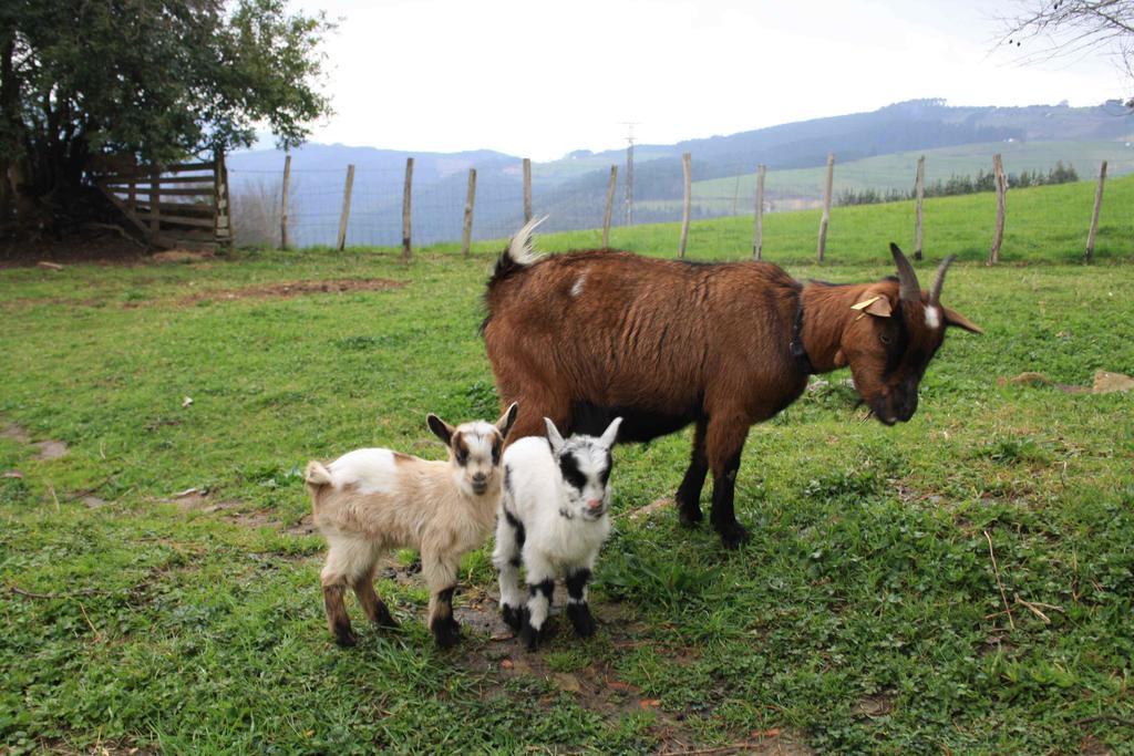 Casa Rural Ecologica Arrizurieta Bermeo Zewnętrze zdjęcie